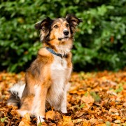 Rescue dog that features in the Manchester dogs home calendar