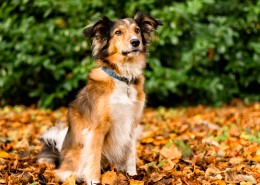 Rescue dog that features in the Manchester dogs home calendar